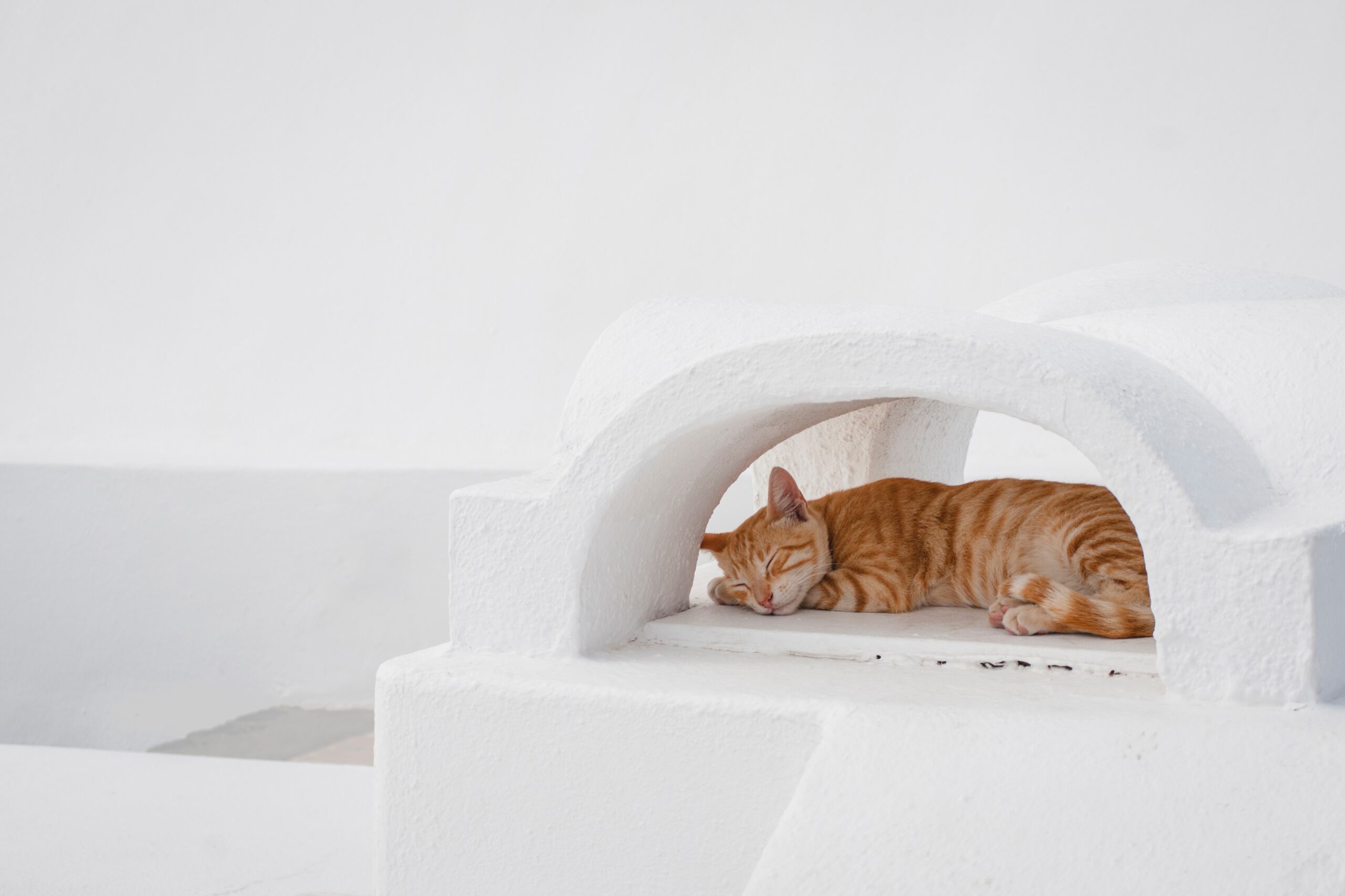猫がくつろいでいる