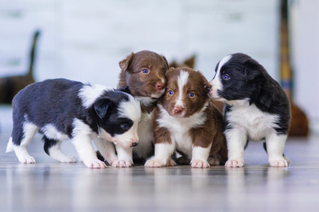 子犬が四匹